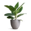 Ficus Benghalensis Audrey - Bengal Fig -Plant potted plants Ficus benghalensis Audrey Bengal Fig 14x45cm Coral Refined Planter Clouded Grey 18x15cm c741c4ce 2757 4d29 ac1c b09ffd3723a4