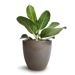 Ficus Benghalensis Audrey - Bengal Fig -Plant potted plants Ficus benghalensis Audrey Bengal Fig 17x50cm Sven Plant Pot Smoke 20x19cm 520eab9b df2f 4089 939f 86a79f961051