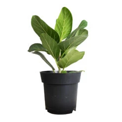 Ficus Benghalensis Audrey - Bengal Fig -Plant potted plants Ficus benghalensis Audrey Bengal Fig 17x60cm df3f004e 36e3 4b01 8325 07c5c79965bd