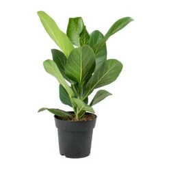 Ficus Benghalensis Audrey - Bengal Fig -Plant potted plants Ficus benghalensis Audrey Bengal Fig