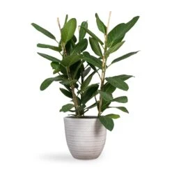 Angle Couple Plant Pot - White -Plant potted plants Ficus benghalensis Audrey Bengal Fig 24x100cm Angle Couple Plant Pot White 30x28cm f4747d13 e617 47c7 bd19 1c194fd65e00