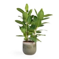 Ficus Benghalensis Audrey - Bengal Fig -Plant potted plants Ficus benghalensis Audrey Bengal Fig 24x100cm Tarra Plant Pot Forest 29x25cm 76daaee4 9cd8 4985 bfa0 aa776a8c4df7