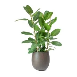 Ficus Benghalensis Audrey - Bengal Fig -Plant potted plants Ficus benghalensis Audrey Bengal Fig Balloon Planter Concrete Rusty Iron