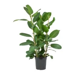 Ficus Benghalensis Audrey - Bengal Fig -Plant potted plants Ficus benghalensis Audrey Bengal Fig Large