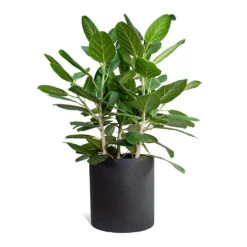 Ficus Benghalensis Audrey - Bengal Fig -Plant potted plants Ficus benghalensis Audrey Bengal Fig Max Refined Planter Volcano Black STL b8e6696d 4fb6 40ca b2e3 28693472d484
