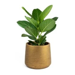 Ficus Benghalensis Audrey - Bengal Fig -Plant potted plants Ficus benghalensis Audrey Bengal Fig Patt Plant Pot Metallic Copper