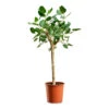 Ficus Benghalensis Audrey - Bengal Fig - Straight Stem -Plant potted plants Ficus benghalensis Audrey Bengal Fig Straight Stem 30x140cm