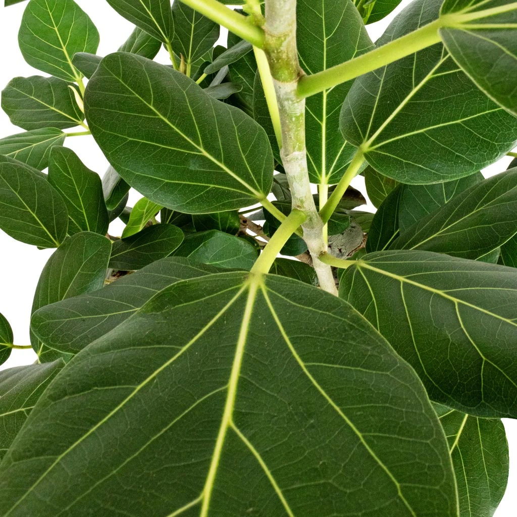 Ficus Benghalensis Audrey - Bengal Fig - Straight Stem 4 Ficus Benghalensis Audrey - Bengal Fig - Straight Stem - Image 2