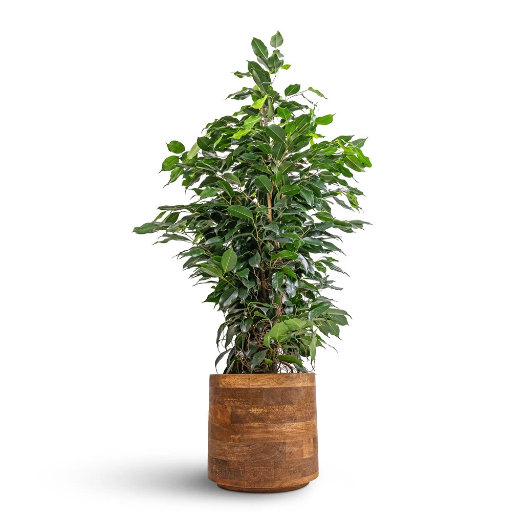 Helle Plant Pot - Natural 14 Helle Plant Pot - Natural - Image 12