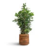Ficus Benjamina Danielle - Weeping Fig - Branched 2 Ficus Benjamina Danielle - Weeping Fig - Branched -Plant potted plants Ficus benjamina Danielle Weeping Fig Branched 21x90cm Helle Plant Pot Natural 26x25cm 0fa83db4 e0e2 4db2 8940 41534c7ea667