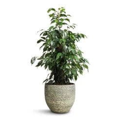 Ficus Benjamina Danielle - Weeping Fig - Branched -Plant potted plants Ficus benjamina Danielle Weeping Fig Branched 21x90cm Rinca Plant Pot Shiny Green 29x26cm