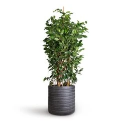 Ficus Benjamina Danielle - Weeping Fig - Branched -Plant potted plants Ficus benjamina Danielle Weeping Fig Branched 27x120cm Angle Cylinder Plant Pot Anthracite 30x30cm