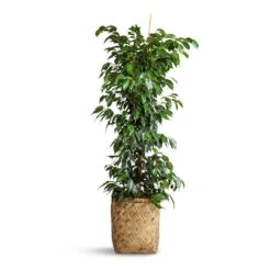Ficus Benjamina Danielle - Weeping Fig - Branched -Plant potted plants Ficus benjamina Danielle Weeping Fig Branched 27x130cm Zayn Bamboo Planter 31.5x33cm