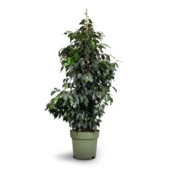 Ficus Benjamina Danielle - Weeping Fig - Branched -Plant potted plants Ficus benjamina Danielle Weeping Fig Branched 27x130cm healed