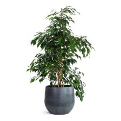 Ficus Benjamina Danielle - Weeping Fig - Branched -Plant potted plants Ficus benjamina Danielle Weeping Fig Branched Esra Plant Pot Graphite