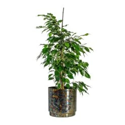 Ficus Benjamina Danielle - Weeping Fig - Branched -Plant potted plants Ficus benjamina Danielle Weeping Fig Branched Minou Metal Plant Pots Set of 3 Copper Black