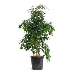 Ficus Benjamina Danielle - Weeping Fig - Branched -Plant potted plants Ficus benjamina Danielle Weeping Fig Branched New