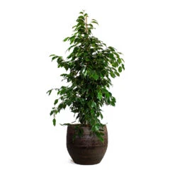 Ficus Benjamina Danielle - Weeping Fig - Branched -Plant potted plants Ficus benjamina Danielle Weeping Fig Branched Owen Plant Pot Brown
