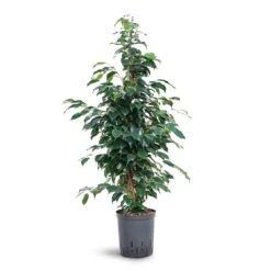 Ficus Benjamina Danielle - Weeping Fig - HydroCare 10 Ficus Benjamina Danielle - Weeping Fig - HydroCare -Plant potted plants Ficus benjamina Danielle Weeping Fig Hydroculture 18 19x100cm