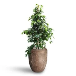 Polystone Coated Plain Coppa Planter - Rock -Plant potted plants Ficus benjamina Danielle Weeping Fig Hydroculture Polystone Coated Plain Coppa Planter Rock