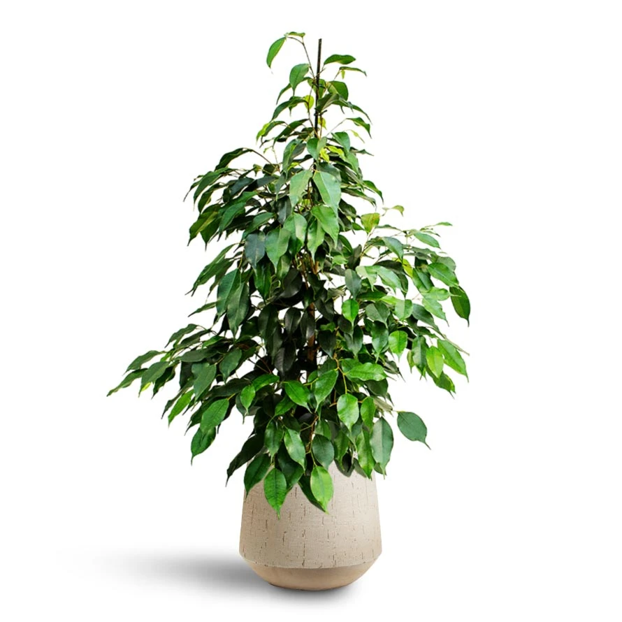Ficus Benjamina Danielle - Weeping Fig - HydroCare 7 Ficus Benjamina Danielle - Weeping Fig - HydroCare - Image 5