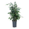 Ficus Benjamina Danielle - Weeping Fig - HydroCare 2 Ficus Benjamina Danielle - Weeping Fig - HydroCare -Plant potted plants Ficus benjamina HydroCare 81d774b3 72a2 43f5 bd31 df82917f0d69