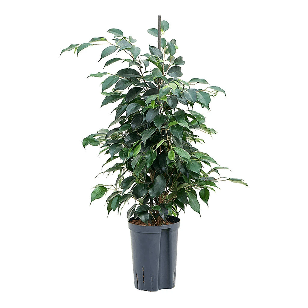 Ficus Benjamina Danielle - Weeping Fig - HydroCare 3 Ficus Benjamina Danielle - Weeping Fig - HydroCare
