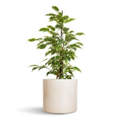 Lazzaro Plant Pot - Linen Effect -Plant potted plants Ficus benjamina Twilight Weeping Fig Branched 14x55cm Lazzaro Plant Pot Linen Effect 18x16cm