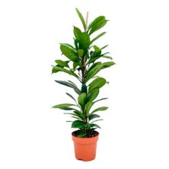 Ficus Cyathistipula - African Fig 13 Ficus Cyathistipula - African Fig -Plant potted plants Ficus cyathistipula African Fig 110cm