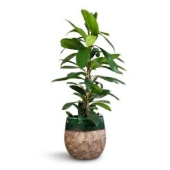 Lindy Plant Pot - Black Green -Plant potted plants Ficus cyathistipula African Fig 21x90cm Lindy Plant Pot Black Green 23x20cm 2