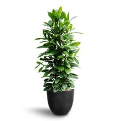 Ficus Cyathistipula - HydroCare -Plant potted plants Ficus cyathistipula African Fig Bola Artstone Plant Pot Black