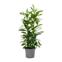 Ficus Cyathistipula - African Fig 16 Ficus Cyathistipula - African Fig -Plant potted plants Ficus cyathistipula African Fig Large