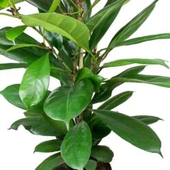 Ficus Cyathistipula - HydroCare -Plant potted plants Ficus cyathistipula African Fig Leaves cc9a3945 1e27 467b 9980 91f36f4ed488