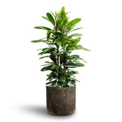 Ficus Cyathistipula - HydroCare -Plant potted plants Ficus cyathistipula African Fig Luxe Lite Waterfall Cylinder Planter Bronze