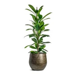 Ryan Plant Pot - Shiny Gold -Plant potted plants Ficus cyathistipula African Fig Ryan Plant Pot Shiny Gold cc032f17 2bf2 4928 9436 c5a000b1f591