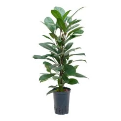Ficus Cyathistipula - HydroCare -Plant potted plants Ficus cyathistipula Hydroculture 15 19x80cm