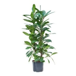 Ficus Cyathistipula - HydroCare -Plant potted plants Ficus cyathistipula Hydroculture 22 19x120cm