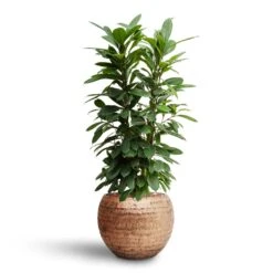 Ficus Cyathistipula - HydroCare -Plant potted plants Ficus cyathistipula Hydroculture Opus Hammered Globe Planter Gold