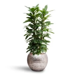 Opus Hammered Globe Planter - Silver -Plant potted plants Ficus cyathistipula Hydroculture Opus Hammered Globe Planter Silver ad21513c c5a9 4fa0 808b 6d9cbb4628e2