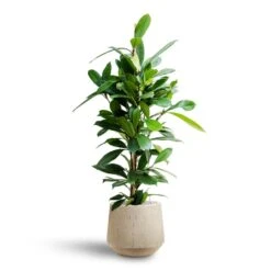 Ficus Cyathistipula - HydroCare -Plant potted plants Ficus cyathistipula Hydroculture Raindrop Tube Round Planter Stone