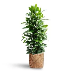 Ficus Cyathistipula - HydroCare -Plant potted plants Ficus cyathistipula Hydroculture Zayn Bamboo Planter