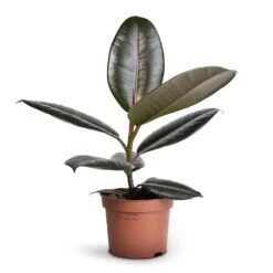 Ficus Elastica Abidjan - Burgundy Rubber Plant -Plant potted plants Ficus elastica Abidjan Burgundy Rubber Plant 12x35cm 1