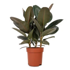 Ficus Elastica Abidjan - Burgundy Rubber Plant -Plant potted plants Ficus elastica Abidjan Burgundy Rubber Plant 24x80cm