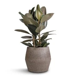 Ficus Elastica Abidjan - Burgundy Rubber Plant -Plant potted plants Ficus elastica Abidjan Burgundy Rubber Plant 24x80cm Harley Cement Stone Plant Pot Granite Grey 37x34cm