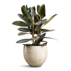 Ficus Elastica Abidjan - Burgundy Rubber Plant -Plant potted plants Ficus elastica Abidjan Burgundy Rubber Plant 24x80cm Mini Orb Kevan Plant Pot Grey Washed 32x28cm