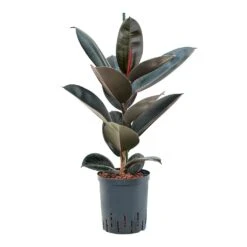 Ficus Elastica Abidjan - HydroCare -Plant potted plants Ficus elastica Abidjan Hydroculture 18 19x95cm