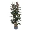 Ficus Elastica Abidjan - HydroCare -Plant potted plants Ficus elastica Abidjan Hydroculture Indoor Plant