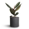 Ficus Elastica Abidjan - Burgundy Rubber Plant -Plant potted plants Ficus elastica Abidjan Rubber Plant 12x35cm Puk Natural Planter Matt Black 15x15cm e1a865e0 6170 4029 ab80 47caeefc505d