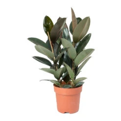 Ficus Elastica Abidjan - Burgundy Rubber Plant -Plant potted plants Ficus elastica Abidjan Rubber Plant