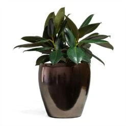 Ficus Elastica Abidjan - Burgundy Rubber Plant -Plant potted plants Ficus elastica Abidjan Rubber Plant 24x60cm Amora Plant Pot Black Gold 32x32cm 096b7662 634b 47ca 9c01 22f0fde1e712